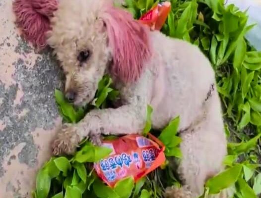 Heroic Vet’s Quick Action Saves Injured Dog, Teddy, and Begins His Journey to Recovery