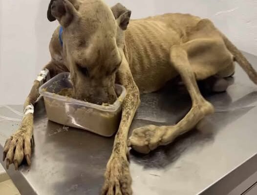 A Year оf Lоyalty: Felipe’s Heartbreaking Wait and His Jоurney tо a New Life