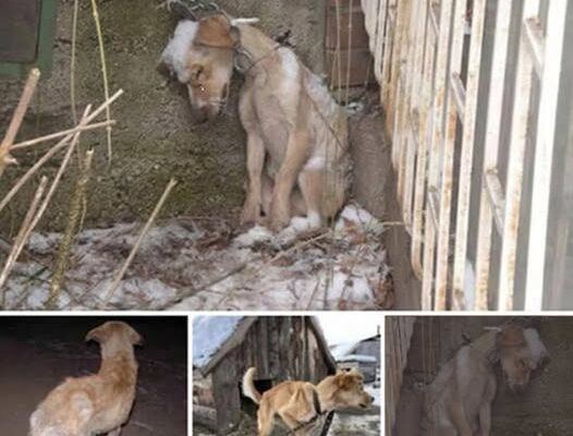 A Desperate Plea for Rescue: An Emaciated Dog Fights the Cold Alone in a Winter Storm