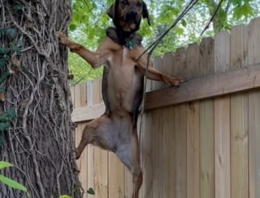 Woman Catches Her Dog Scaling Backyard Fence — Then Realizes Sweet Reason Why
