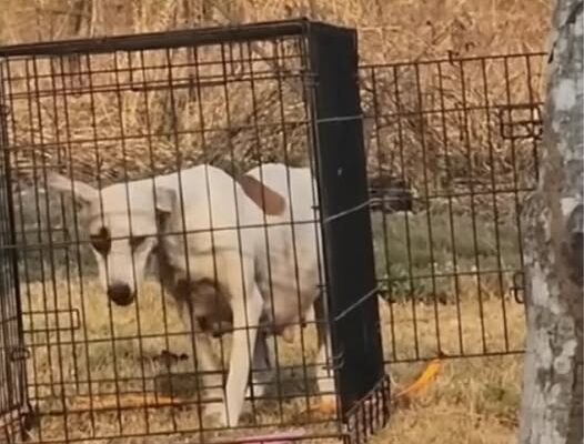 Rescued Pregnant Dog Delivers Eleven Adorable Puppies After Dramatic Highway Rescue