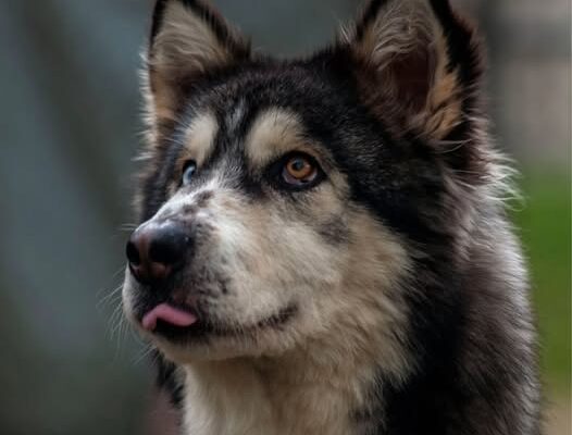 From Stray to Beloved: Willow the Husky’s Journey Towards a Happy Home
