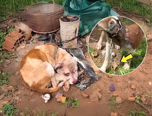 Chained and Locked: Dog’s Heartbreaking Plea to Save His Brother Despite His Own Pain!