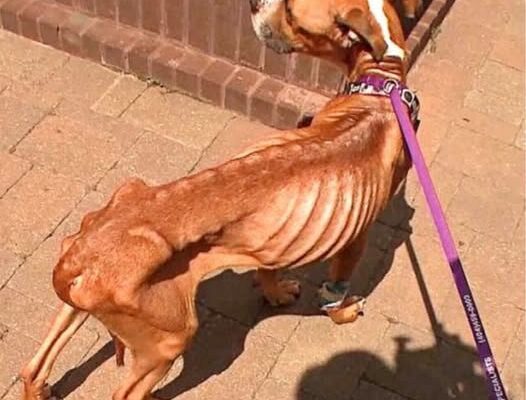 Young Pup Odysseus Finds Hope: Angels Among Us Rescue Steps Up to Save the Day