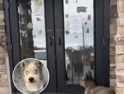 Blind Dog Collapses Outside Diner, Hoping Someone Might Notice Him