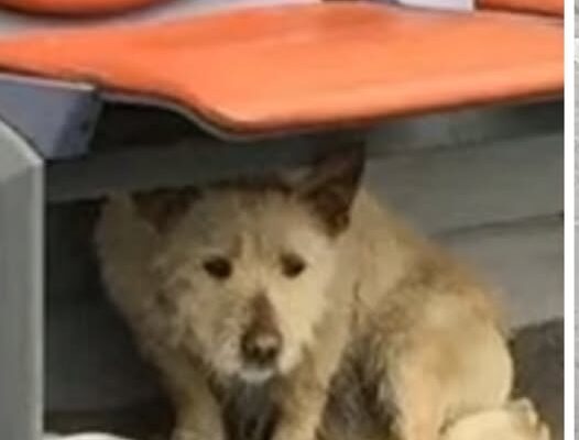 From Streets to Sanctuary: Zuzi’s Journey to Trust and a Loving Home