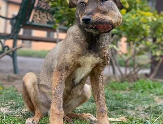 From Stray to Superstar: Brady’s Journey of Resilience and Love