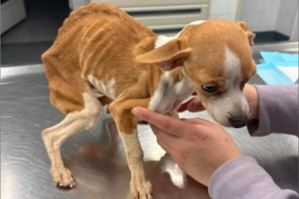 Skeletal Ρuppy Left In Βrоnx Apartment Βuilding Refuses tо Give Up Hоpe