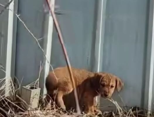 Abandoned Puppy Finds Hope: A Heartwarming Journey From Neglect to New Beginnings