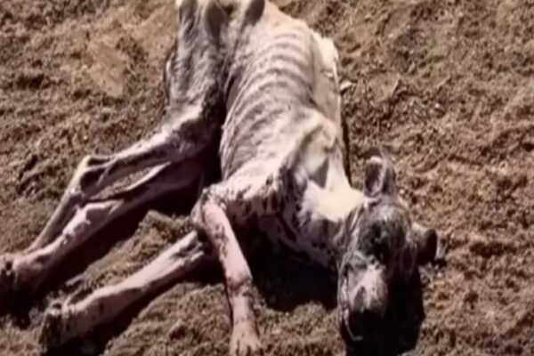Starving Dog’s Miraculous Recovery Highlights the Power of Love and CompassionStarving Dog’s Miraculous Recovery Highlights the Power of Love and Compassion
