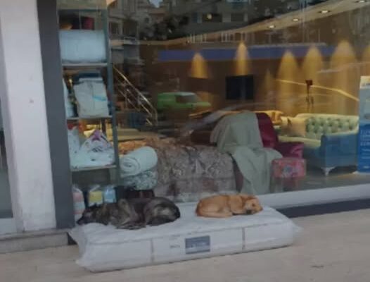 Furniture Store Always Makes Sure Neighborhood Dogs Have A Cozy Place To Sleep