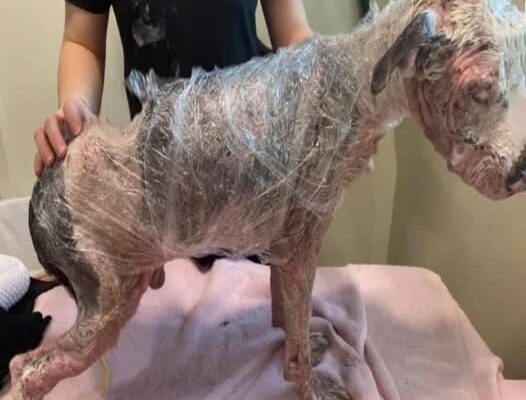 Abandoned, injured, & alone: The heartbreaking rescue of Sinclair