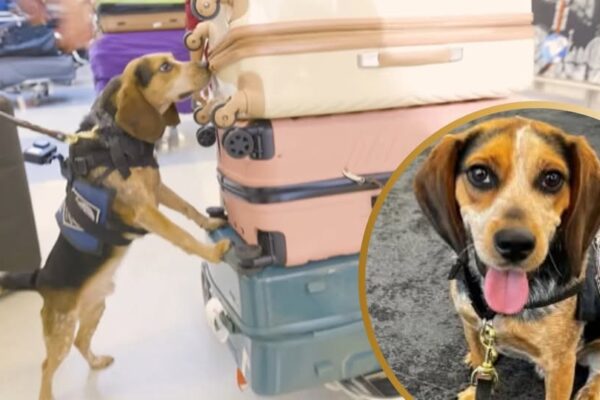 Egyptian Traveler Deported After Kicking Custom’s Dog at Dulles Airport