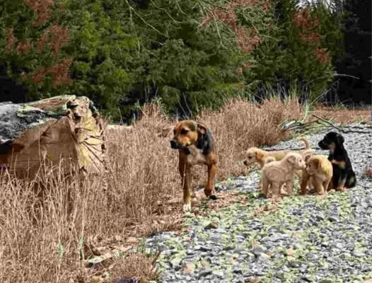Rescuer’s Heartwarming Find: Dog Mom Dolly Champions 16 Puppies from Three Litters