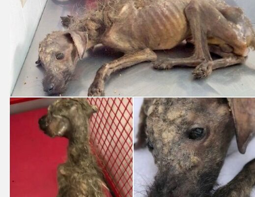 Starving puppy abandoned on streets to die, kind stranger fight all odds to save him