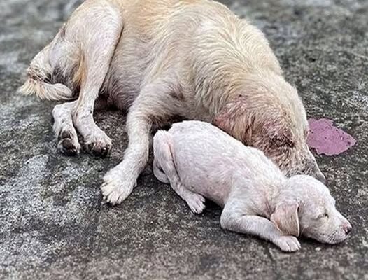 Mother Dog Collapsed Caring for Her Pup Until a Group of Girls Stepped In