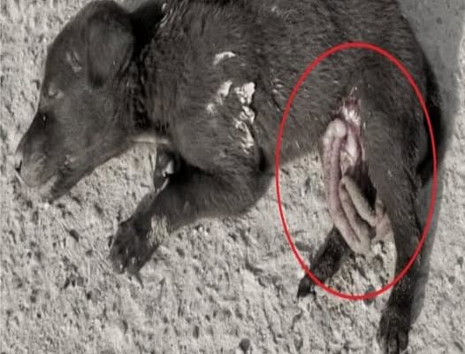 From Despair to Joy: Hope the Puppy Triumphs Over Adversity and Awaits a Forever Home