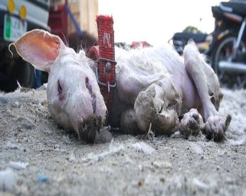 Rescue Team’s Race Against Time Saves Injured Puppy from Busy Streets