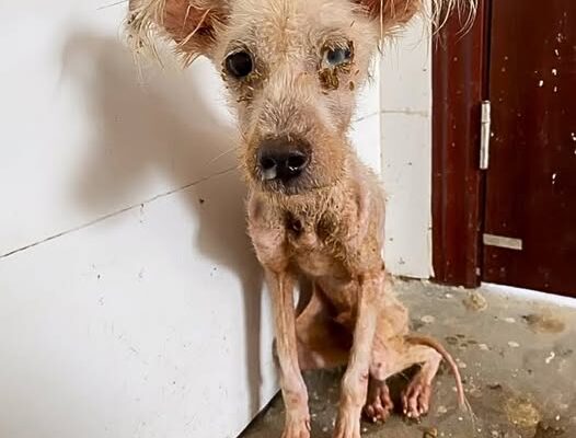 Rescue Mission Triumph: Dog Saved From Abandonment and Tumor, Undergoes Life-Changing Surgery