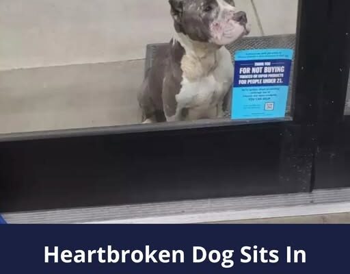 Dog refuses to leave storefront, desperately waits for help