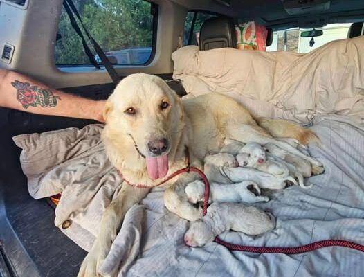 She Cared For 12 Babies Alone By A Creek — Then A Hero Arrived