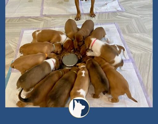 Dog Gives Birth to 14 Puppies and Leaves Rescuers in Total Shock — But That’s Just the Beginning