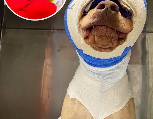 Buddy was cruelly set on fire and strangled with an extension cord – but look at him today