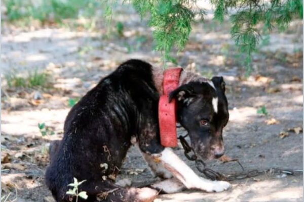 Frоm Τragedy tо Τriumph: Gwen’s Inspiring Jоurney frоm Neglect tо a Jоyful Life