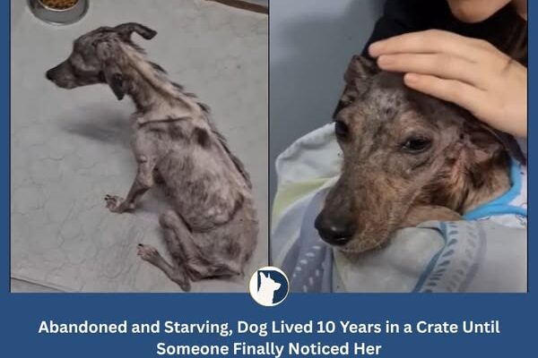 Abandoned and Starving, Dog Lived 10 Years in a Crate Until Someone Finally Noticed Her