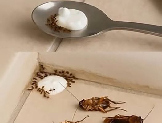 Try This Simple Homemade Mix to Keep Flies and Pests Away Naturally
