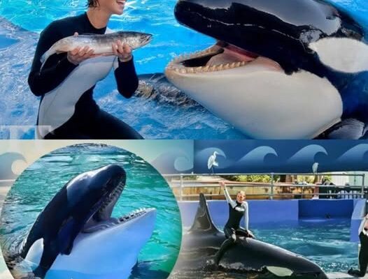 The final scene is chilling: Jessica Radcliffe, a veteran trainer at Pacific Blue Aquarium, smiles and waves to the audience seconds before the tragedy occurs. In the viral video, the orca suddenly changes its behavior, and what happens next leaves the audience speechless. There are no screams. Just the sound of water and pure terror. See more here – TT