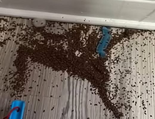Mother Begs People Online For Help After Finding Mysterious ‘Coffee Grounds’ In Daughter’s Bedroom