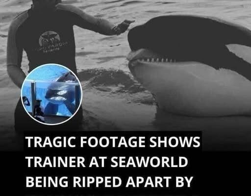 Footage shows SeaWorld trainer’s tragic death after brutal orca attack