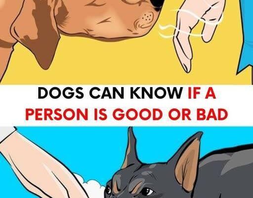 Dogs can tell who is good and who is bad person