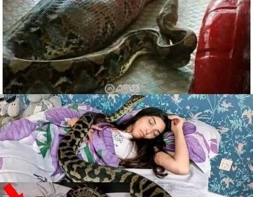 Woman slept with her python every night until the vet showed her a surprising ultrasound