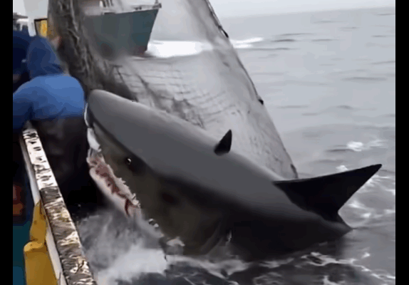 When Heroes Unleash Fury: The Jaw-Dropping Rescue of a Great White Shark