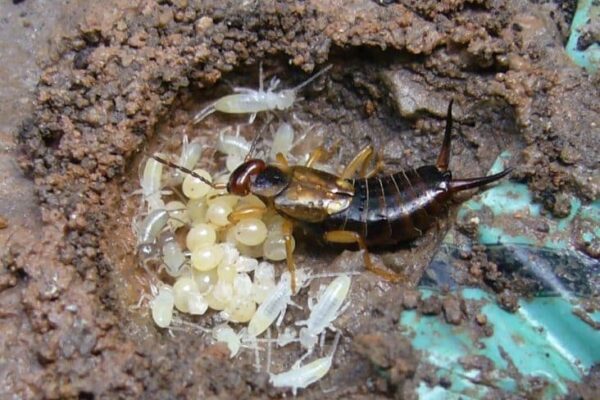 How to Handle Earwigs in Your Home