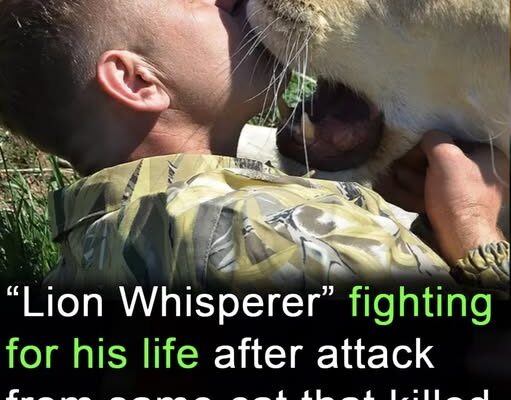 ‘Lion whisperer’ critically injured by same cat that killed colleague last year