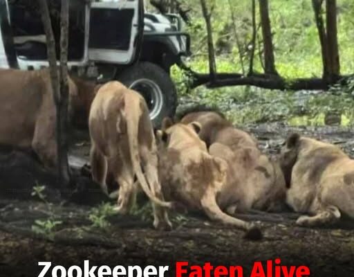 Zookeeper Killed In Shocking Lion Attack At Safari World In Front Of Tourists