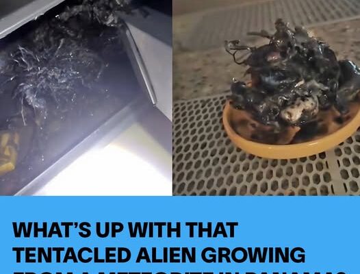 What’s Up With That Tentacled ‘Alien’ Growing From a Meteorite in Panama?