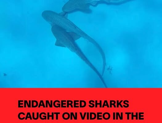 Endangered Sharks Caught on Video in the Middle of a Threesome