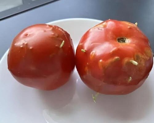 The Shocking Truth Behind Strange Marks on Tomatoes in Your Fridge