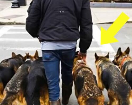 At first glance, it looks like the man is just walking his dogs: but the reality is much more terrible