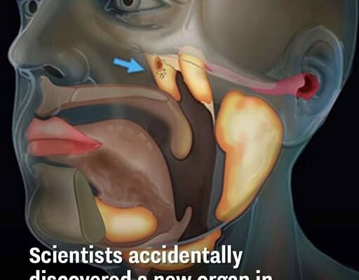 Scientists accidentally discovered a new organ in the human body
