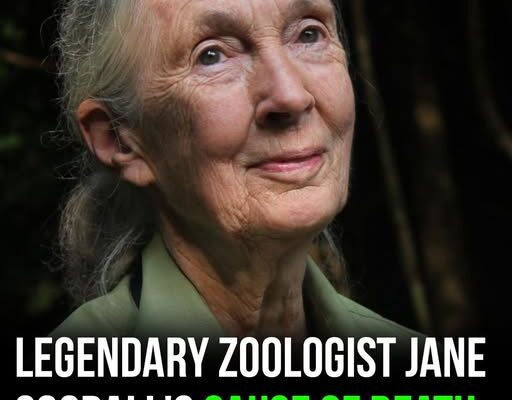Legendary primatologist Jane Goodall’s cause of death revealed