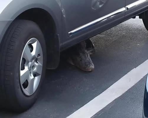 This morning I noticed something strange under the car that was moving: I was terrified when I realized what it was