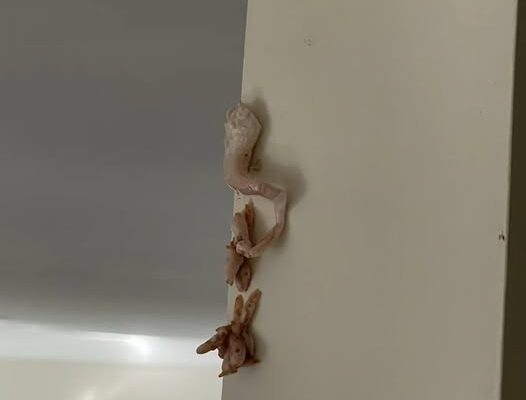 Mystery Pink Foam Found on My Wall