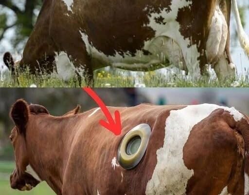 Why Some Cows Have “Portholes” in Their Sides — The Real Reason Will Shock You