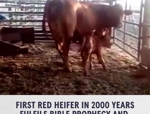First Red Heifer in 2,000 Years Fulfills Biblical Prophecy and Signals ‘End of Days’