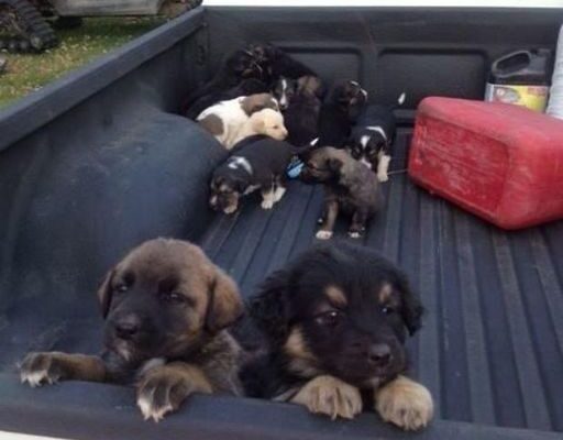 I ended up with a truck full of puppies after stopping for gas in the middle of nowhere.